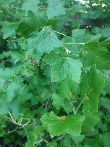 Ribes wolfii (Wolf’s currant) — photo