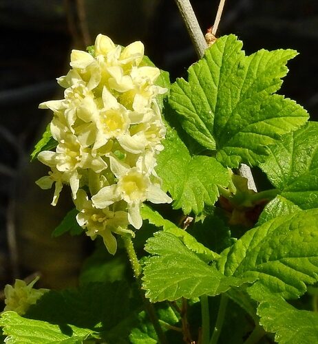Ribes wolfii