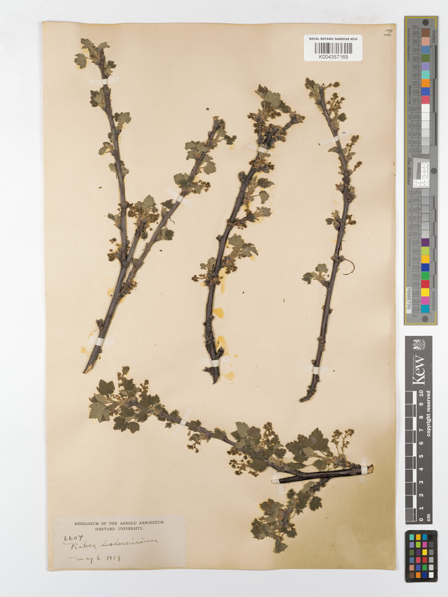 Ribes x holosericeum — photo