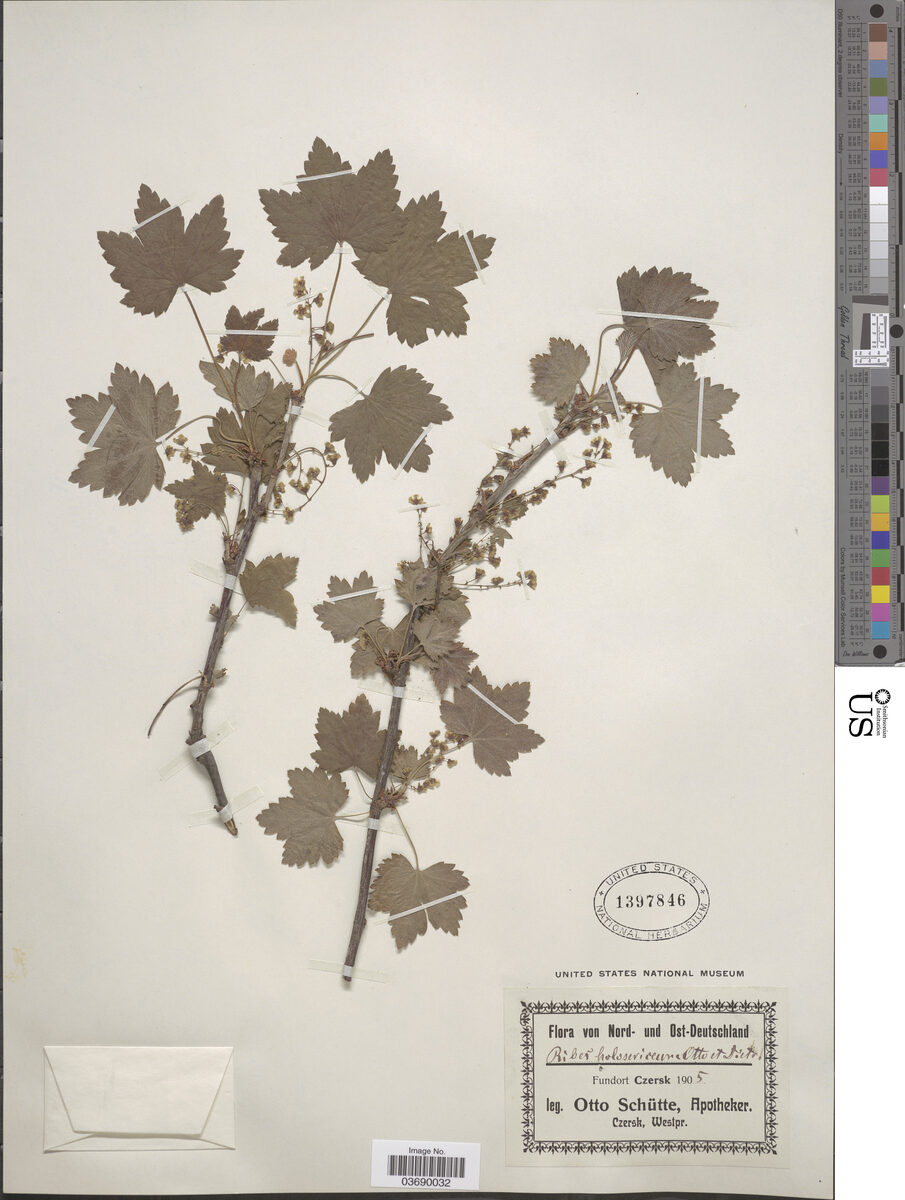 Ribes x holosericeum — photo