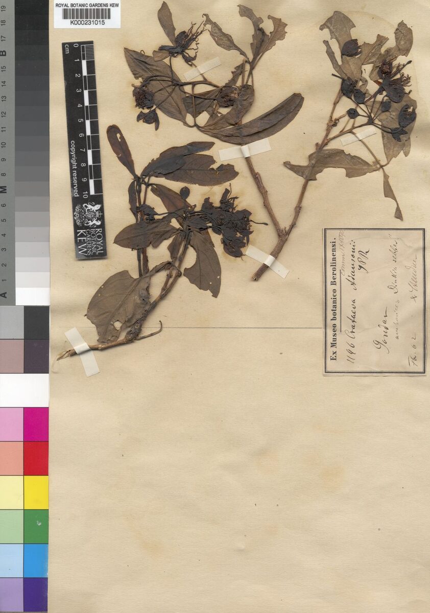 Ritchiea albersii