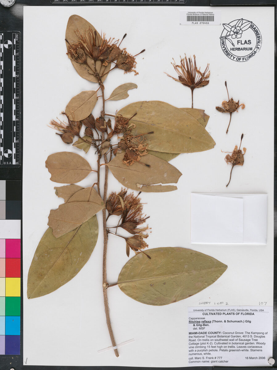 Ritchiea reflexa — photo