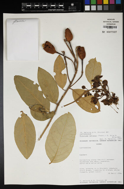 Ritchiea reflexa — photo