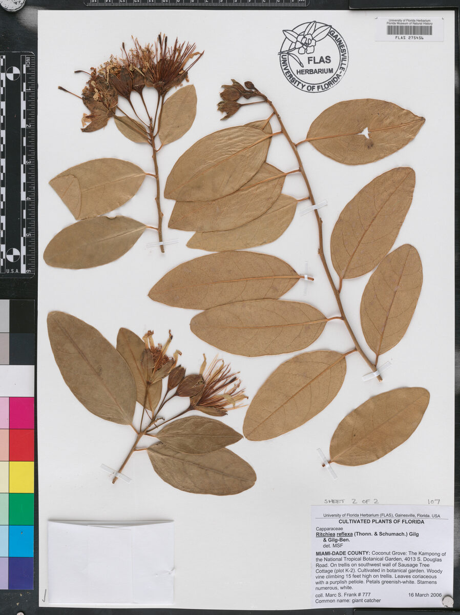 Ritchiea reflexa