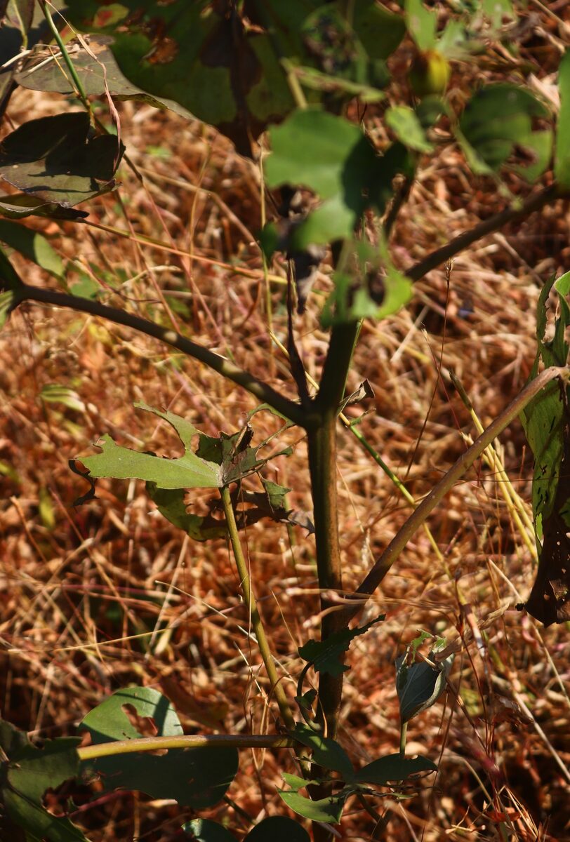 Rivea ornata — photo