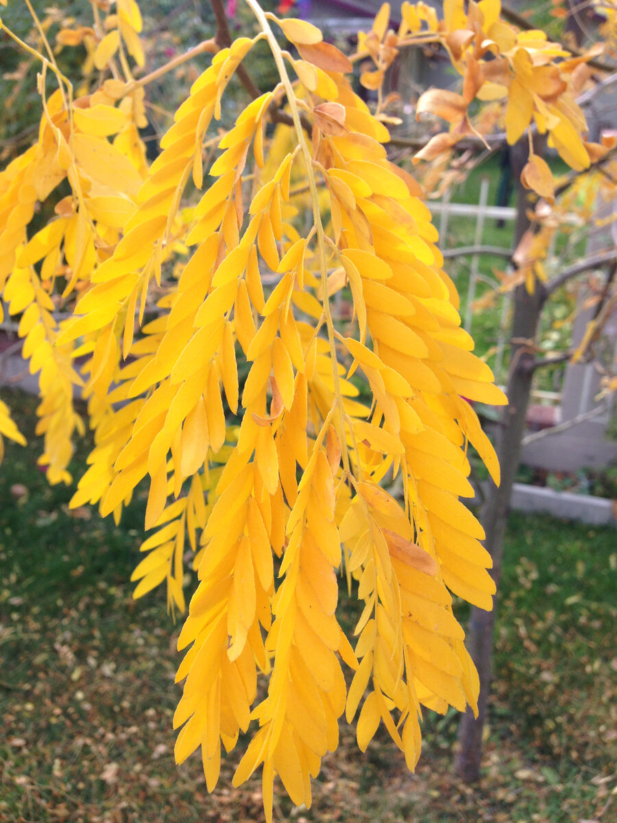 Robinia flava