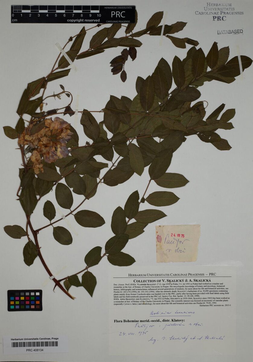 Robinia luxurians - (Dieck.)Schneid. (New Mexico locust) — photo