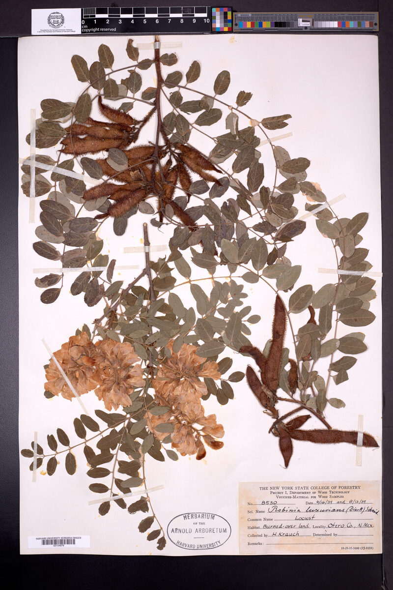 Robinia luxurians - (Dieck.)Schneid. (New Mexico locust) — photo