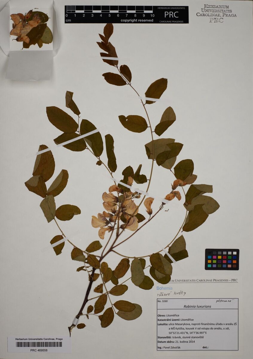 Robinia luxurians - (Dieck.)Schneid.