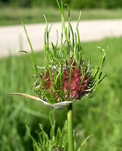 Romulea rosea (Onion grass) — photo