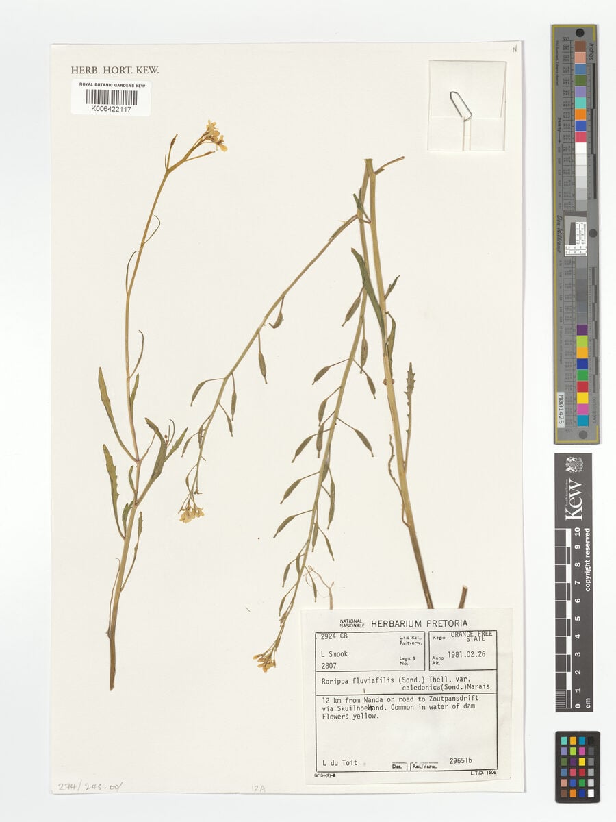 Rorippa fluviatilis var. caledonica — photo