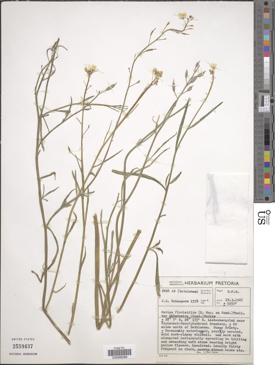 Rorippa fluviatilis var. caledonica — photo