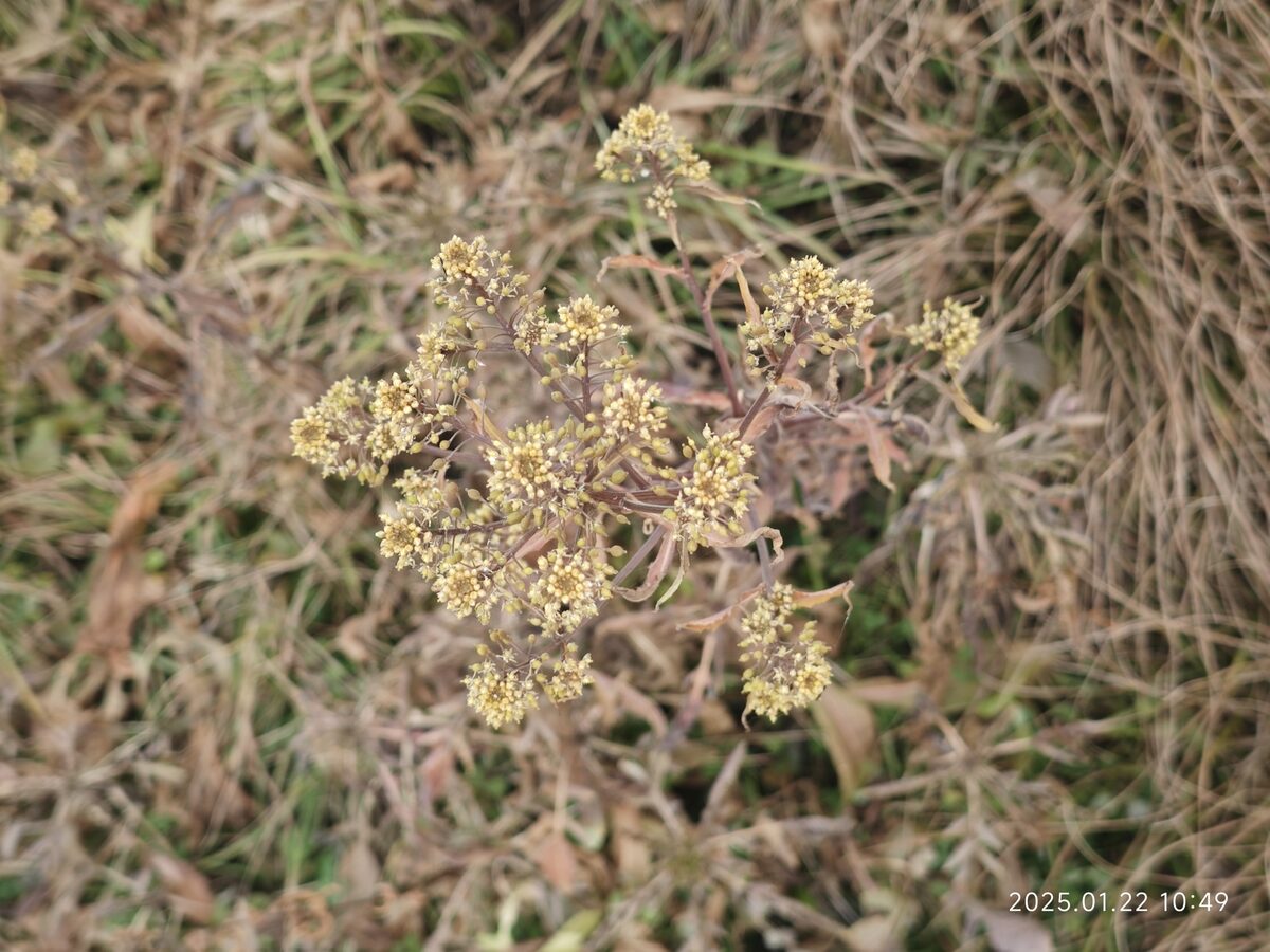 Rorippa globosa - (Turcz. ex Fisch.&C.A.Mey.)Hayek. (Globe yellowcress) — photo