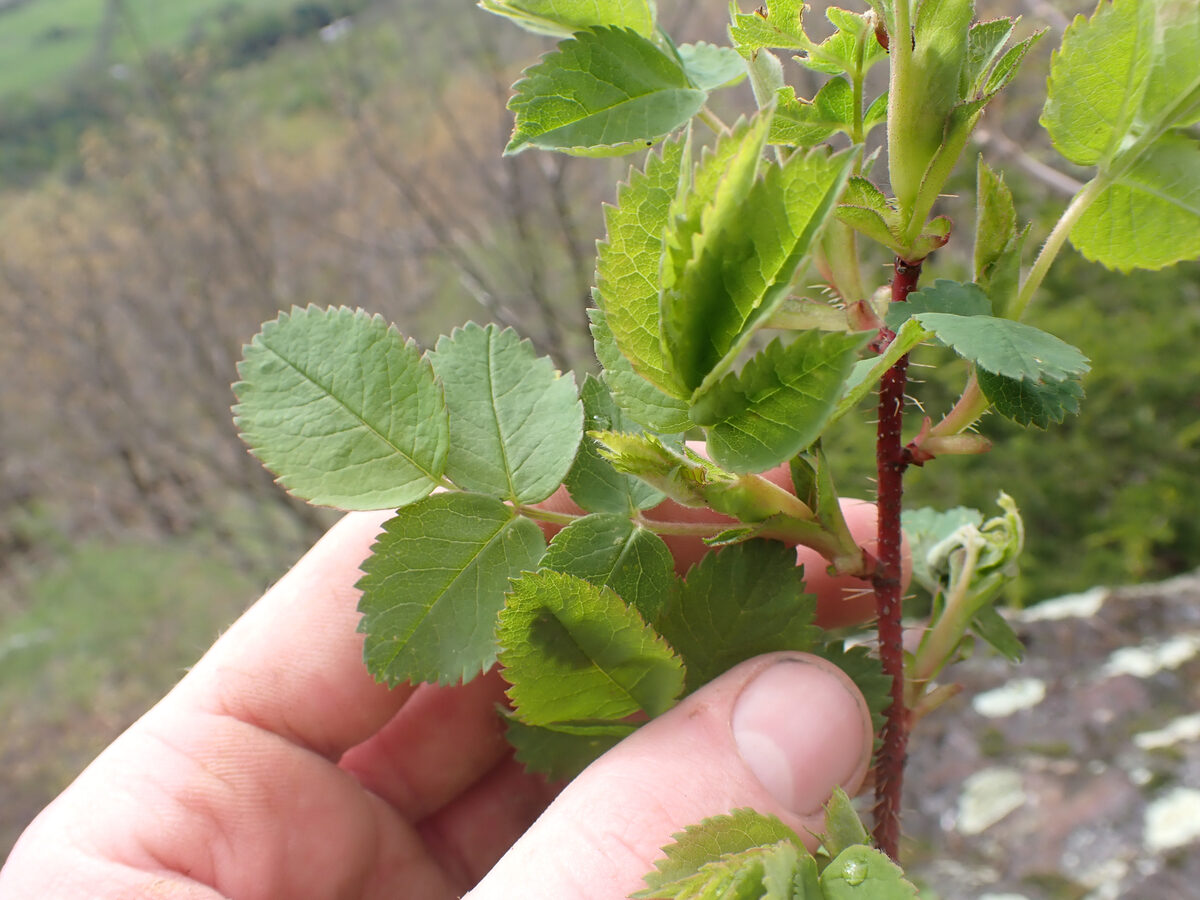 Rosa acicularis subsp. sayi — photo