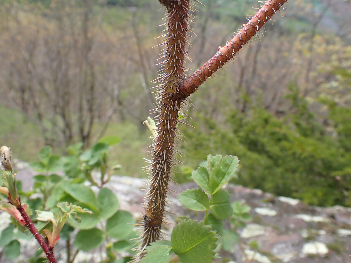Rosa acicularis subsp. sayi — photo