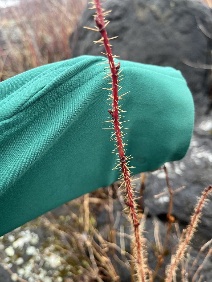 Rosa acicularis subsp. sayi