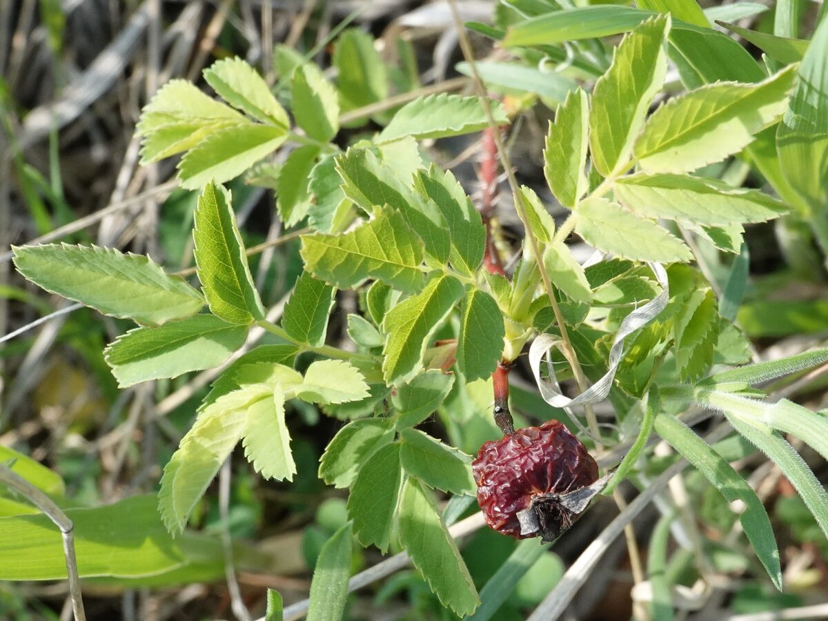 Rosa arkansana suffulta - (Greene)Cockerell. (Prairie Rose) — photo