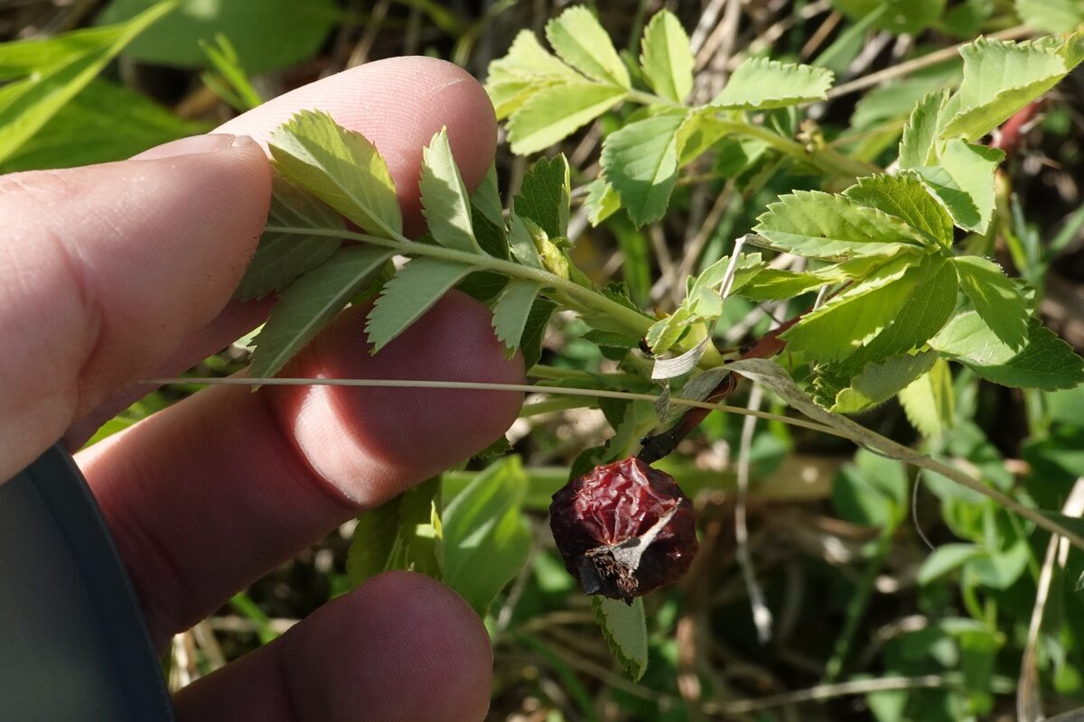 Rosa arkansana suffulta - (Greene)Cockerell. (Prairie Rose) — photo
