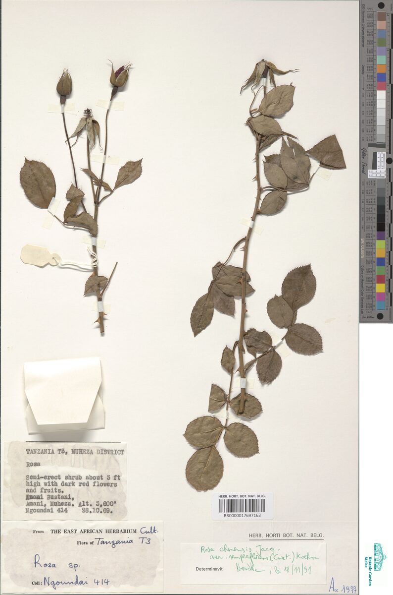 Rosa chinensis var. semperflorens