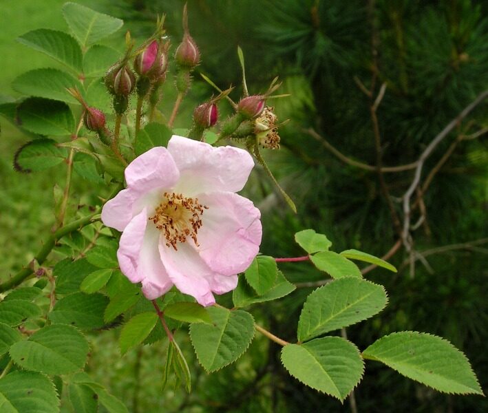 Rosa davidii var. elongata