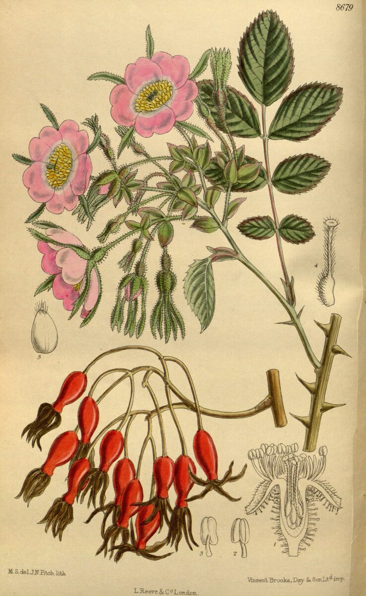 Rosa davidii var. elongata — photo
