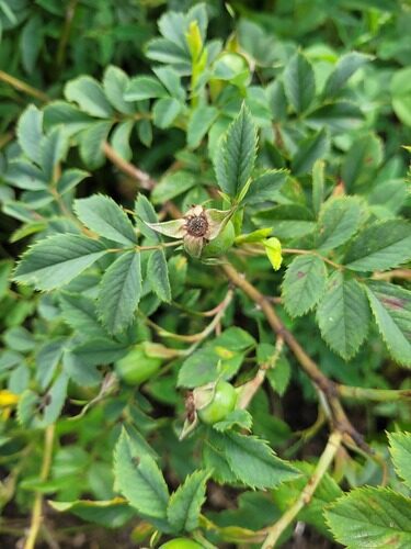 Rosa glauca (Red-leafed rose) — photo