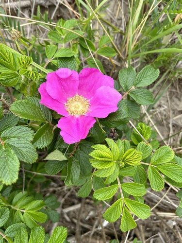 Rosa rugosa (Japanese Rose) — photo