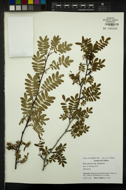 Rosa sericea omeiensis - (Rolfe.)A.V.Roberts. (Himalayan Rose) — photo