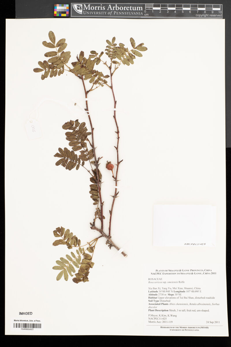 Rosa sericea omeiensis - (Rolfe.)A.V.Roberts.