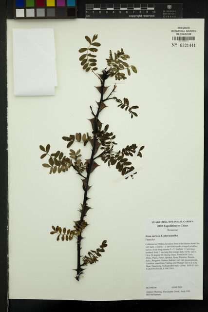 Rosa sericea pteracantha — photo