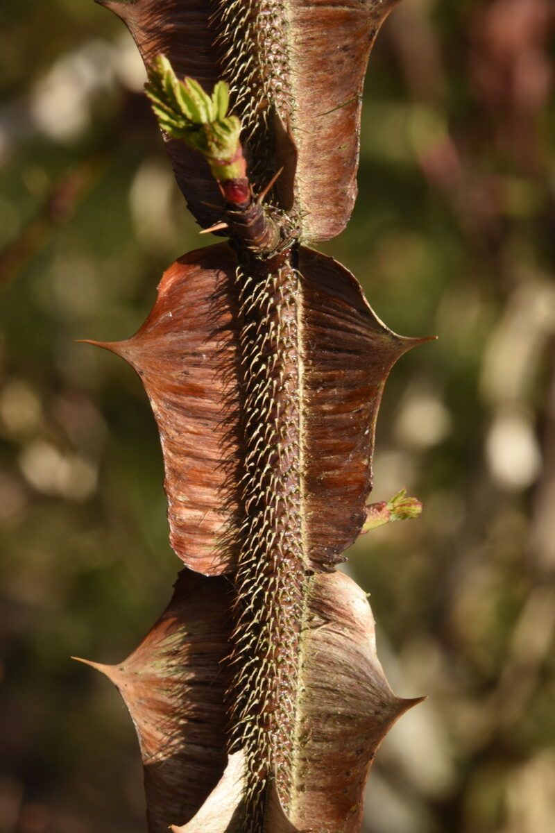 Rosa sericea pteracantha — photo