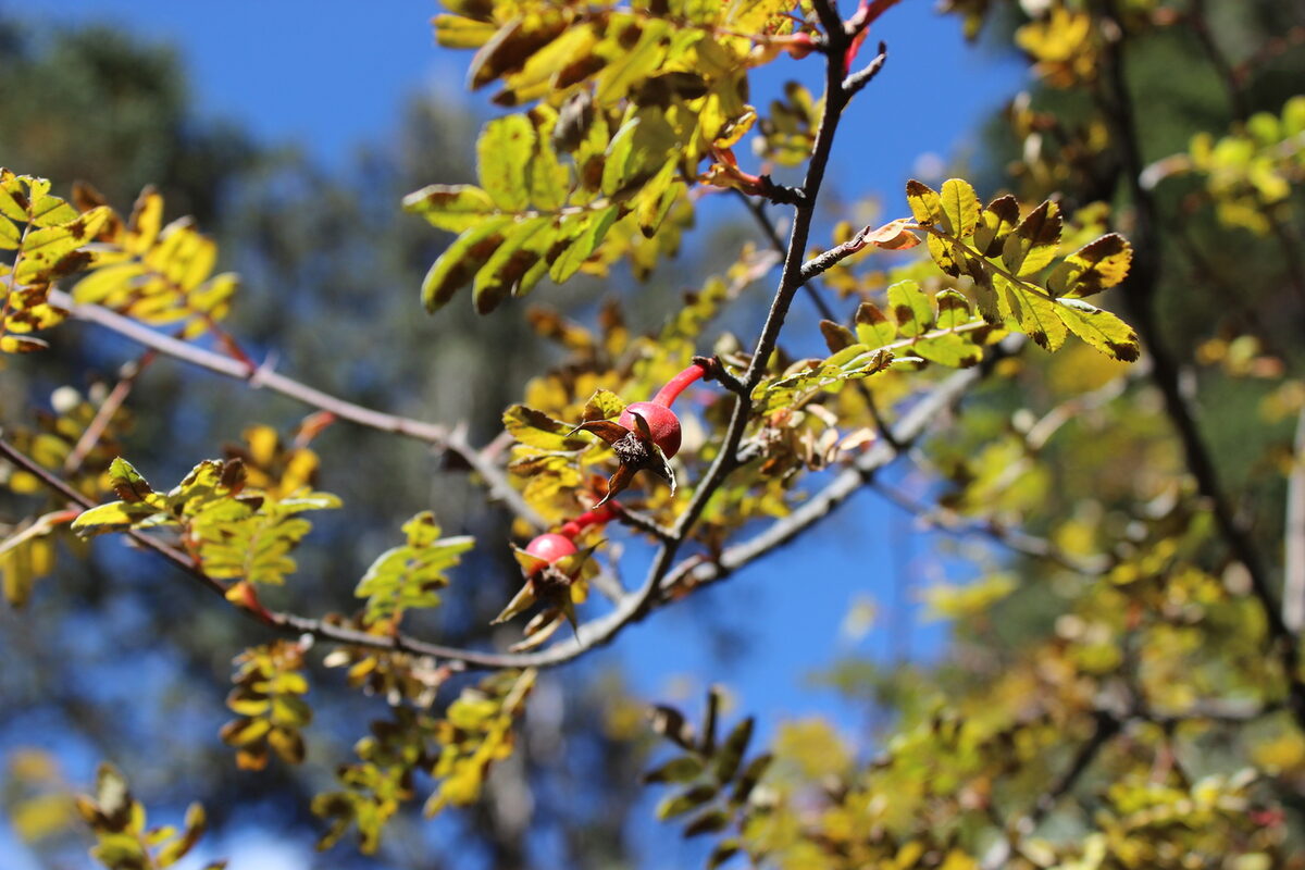Rosa sericea pteracantha