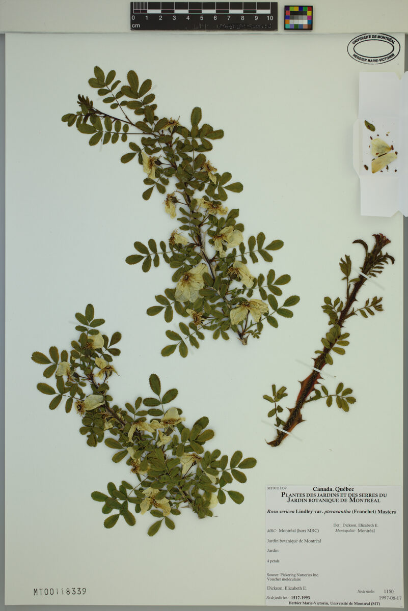 Rosa sericea var. pteracantha