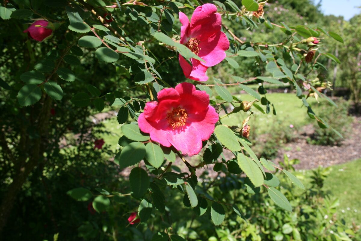 Rosa sweginzowii