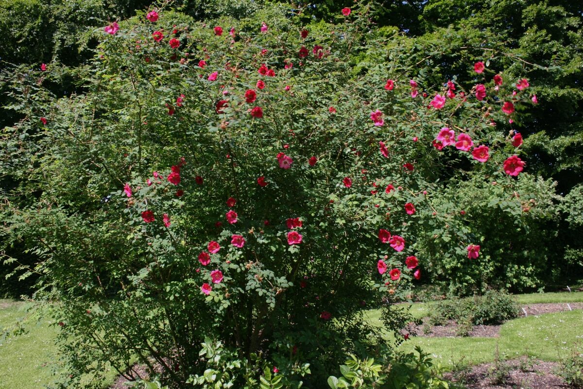 Rosa sweginzowii — photo