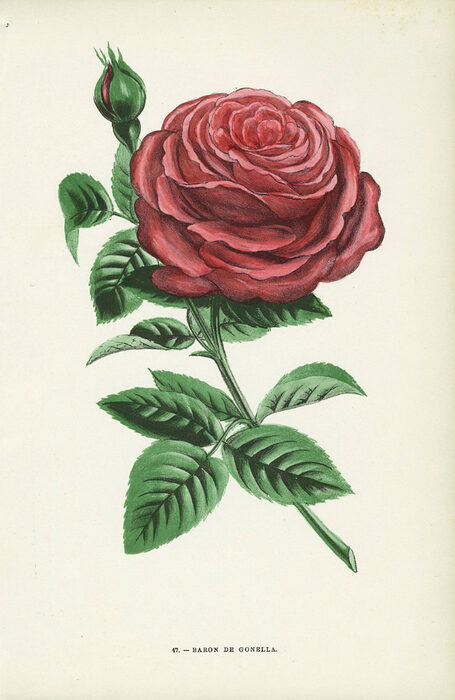 Rosa sweginzowii — photo