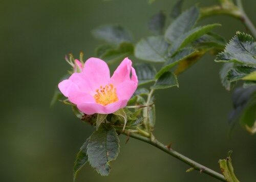 Rosa villosa (Apple rose) — photo