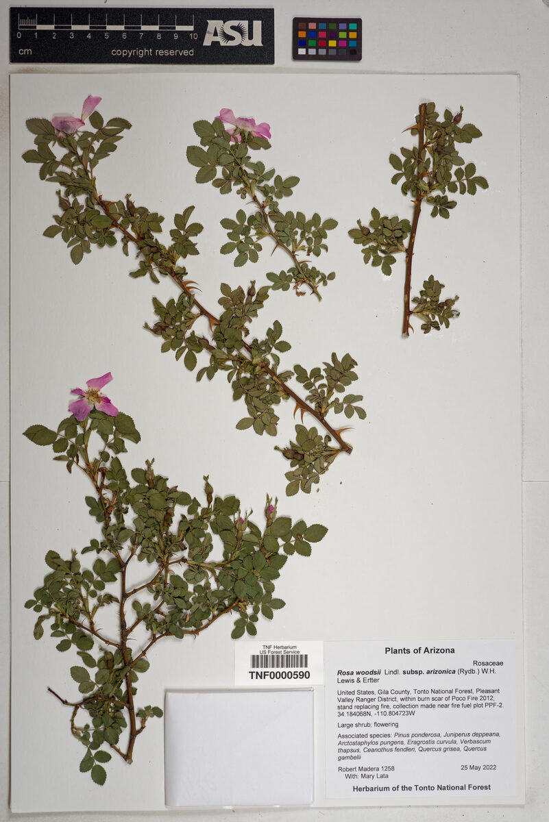 Rosa woodsii subsp. arizonica (Arizona rose) — photo