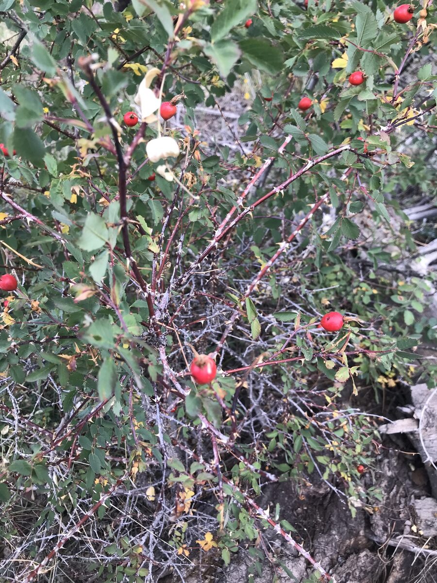 Rosa woodsii subsp. arizonica (Arizona rose) — photo