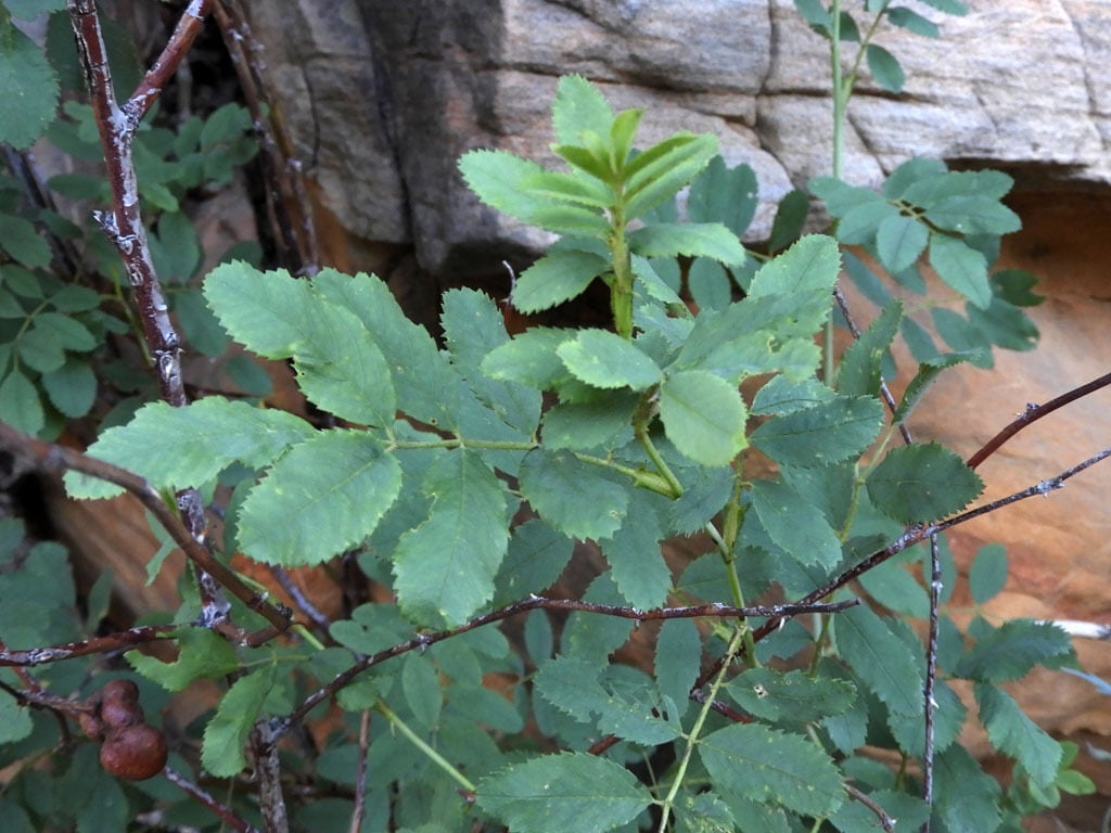 Rosa woodsii subsp. arizonica