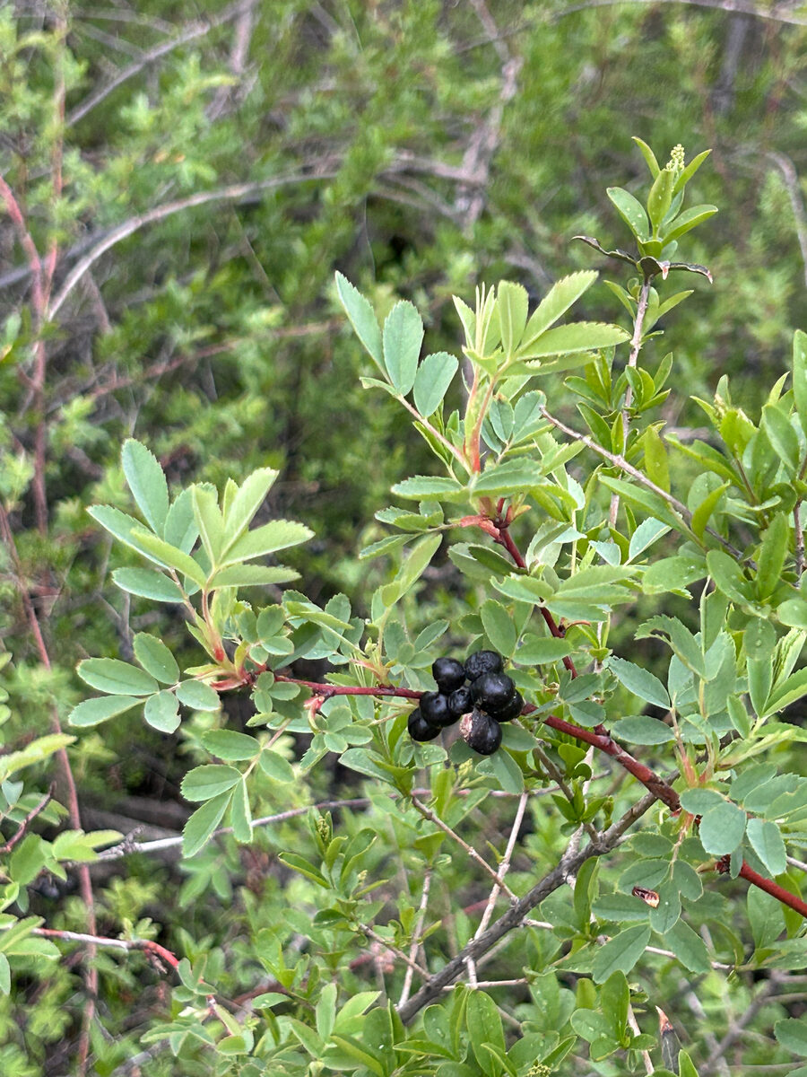 Rosa woodsii subsp. ultramontana (Wood's rose) — photo