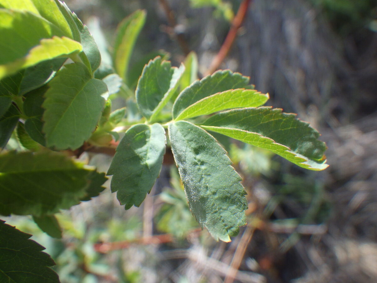 Rosa woodsii subsp. ultramontana (Wood's rose) — photo