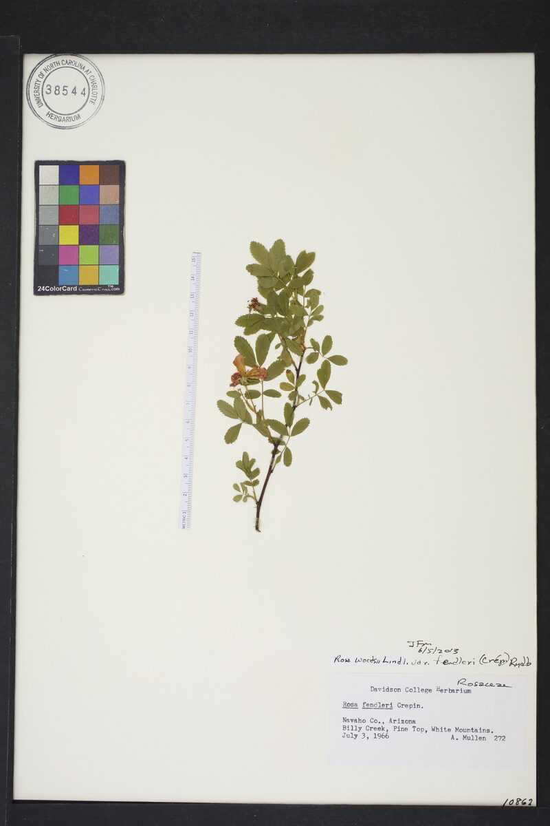 Rosa woodsii var. fendleri — photo