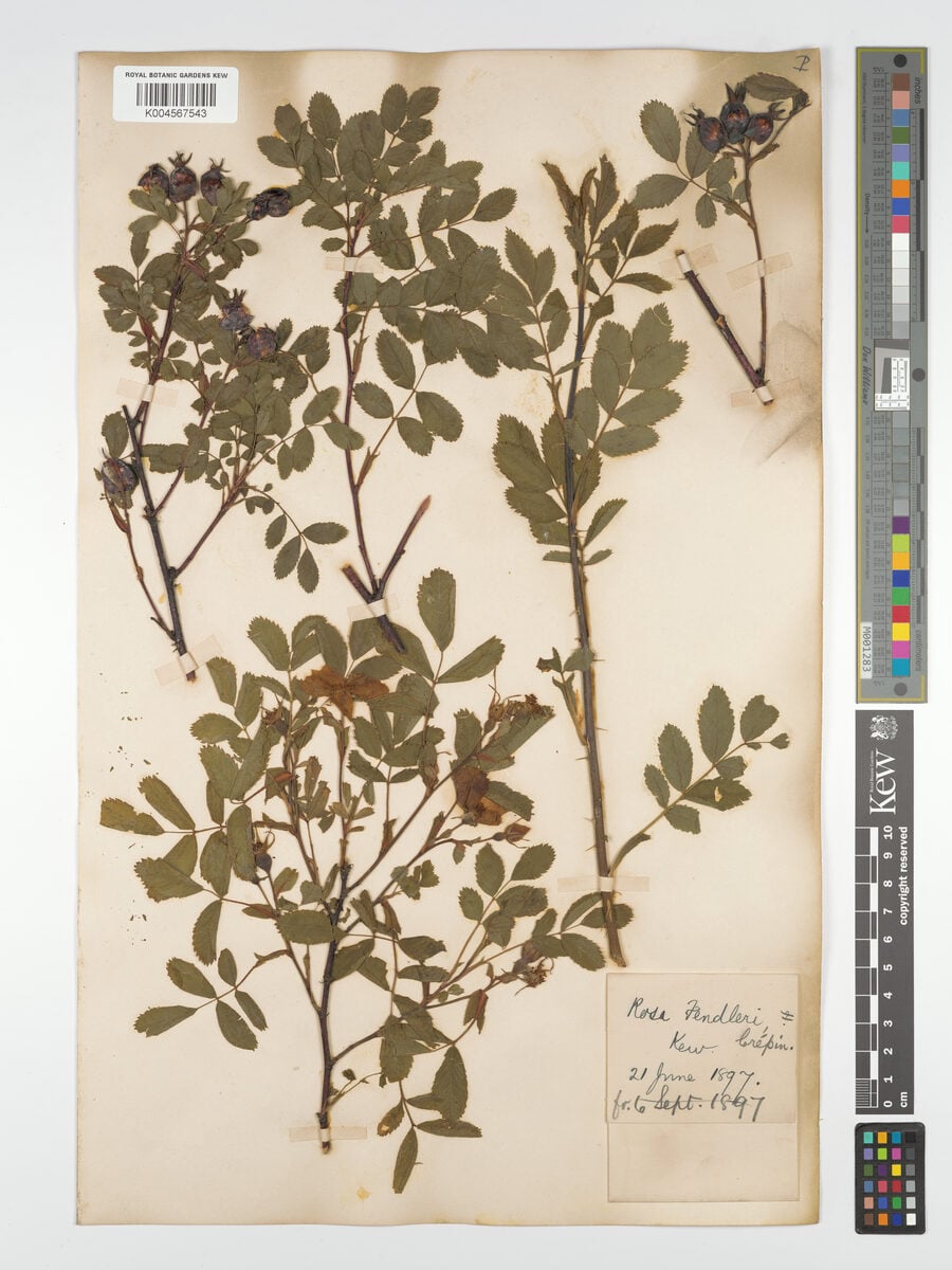Rosa woodsii var. fendleri — photo
