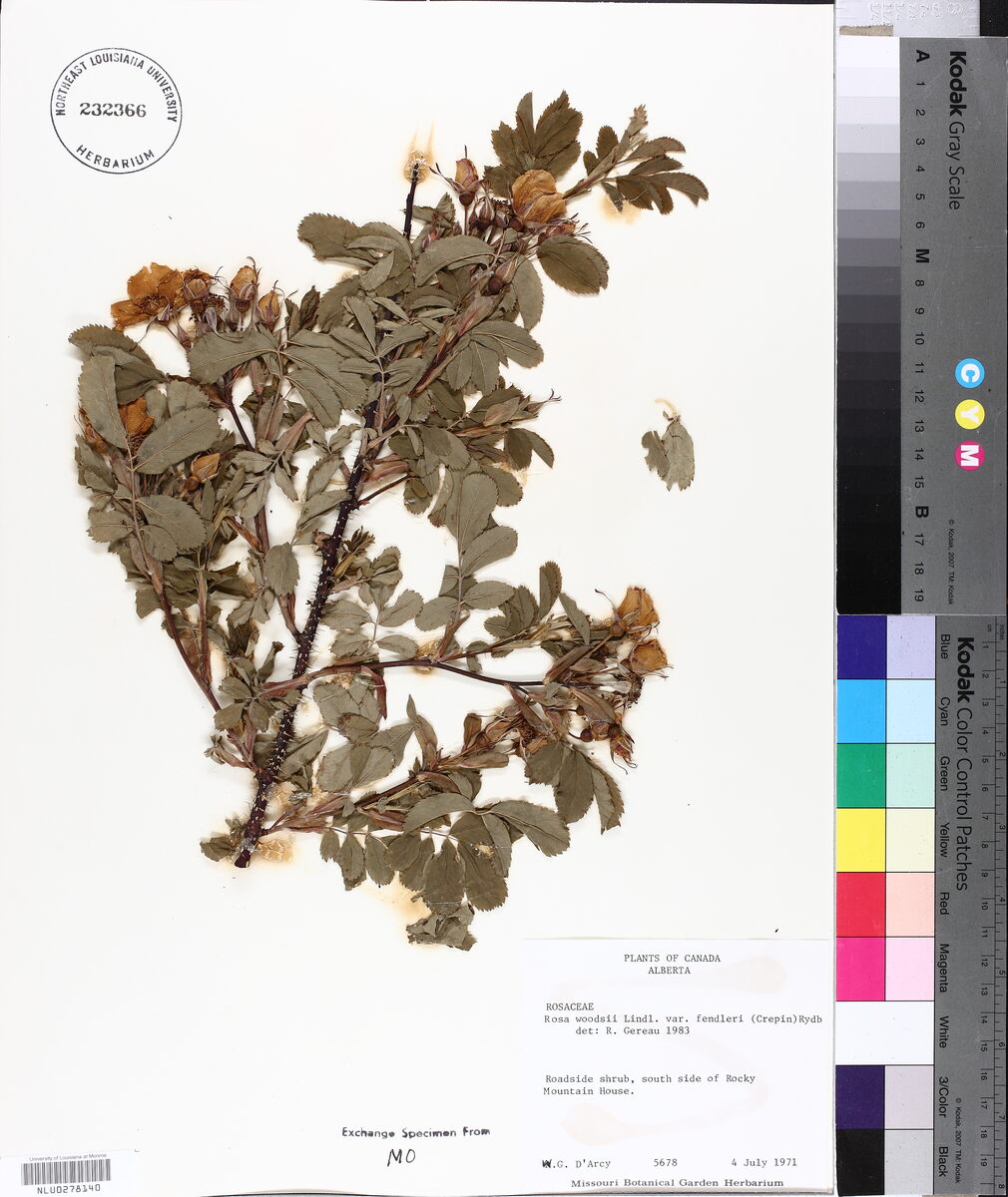 Rosa woodsii var. fendleri
