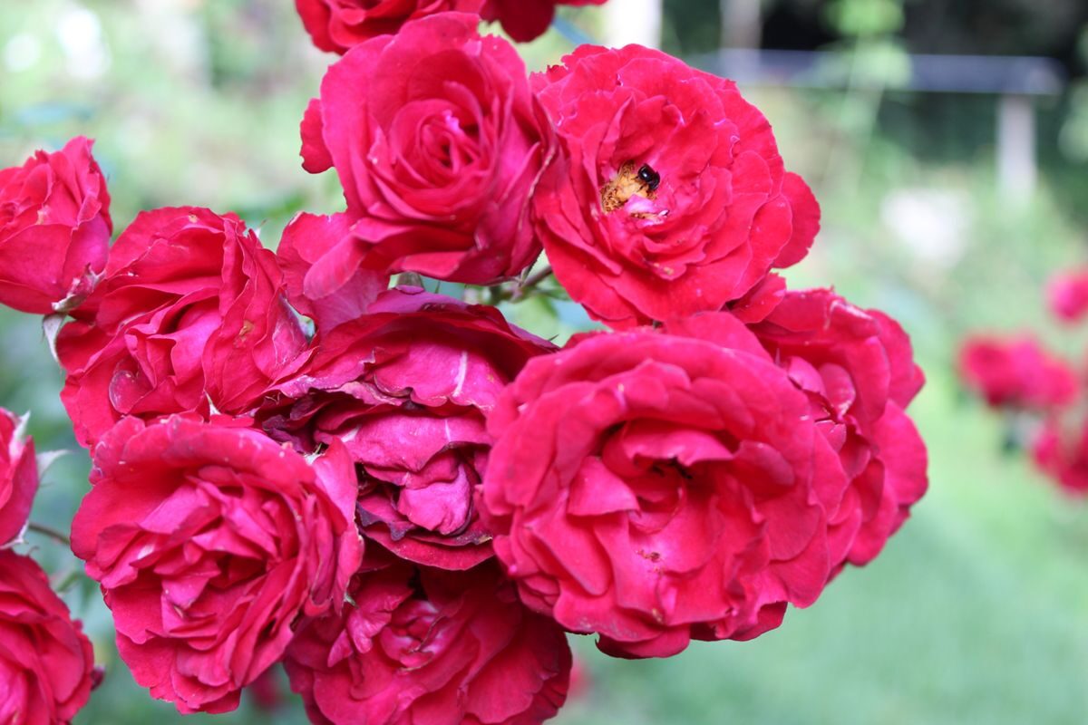 Rosa x odorata - (Andrews.)Sweet.