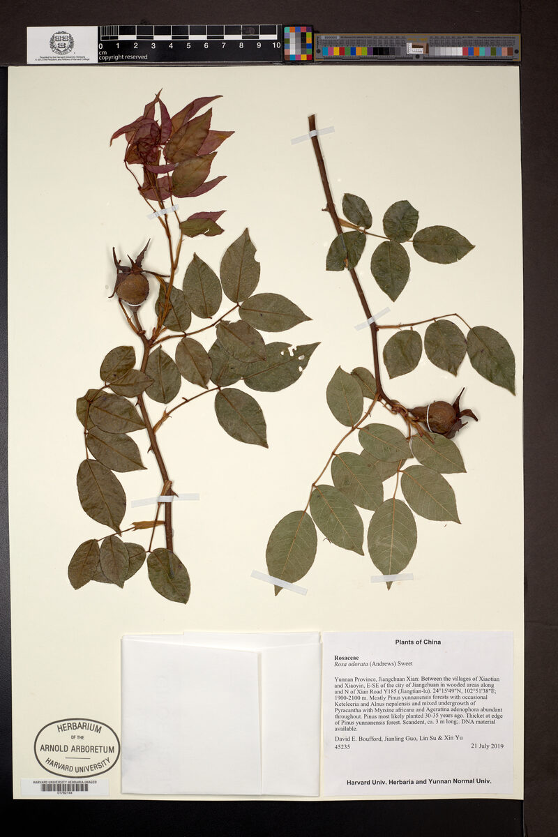 Rosa x odorata - (Andrews.)Sweet. (Tea Rose) — photo