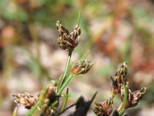 Rothia indica