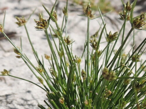 Rothia indica (Rothia) — photo