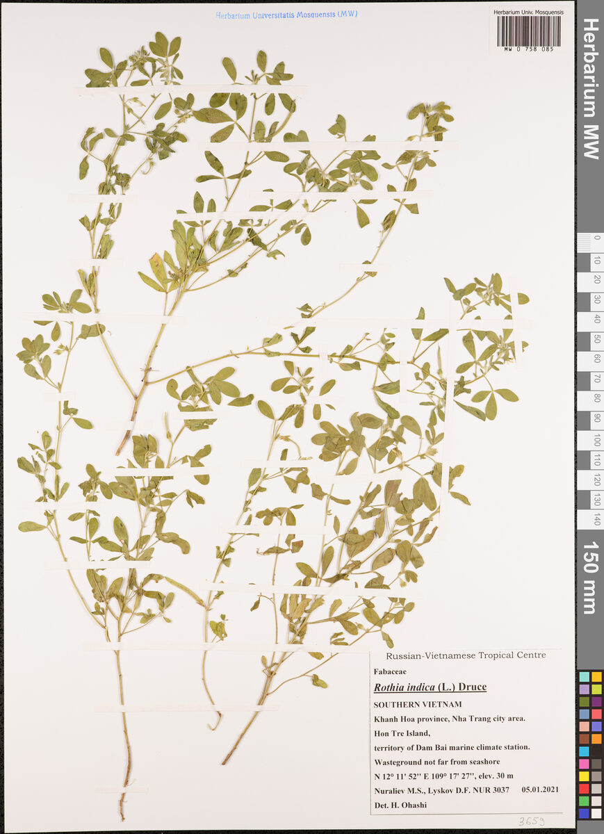Rothia indica (Rothia) — photo